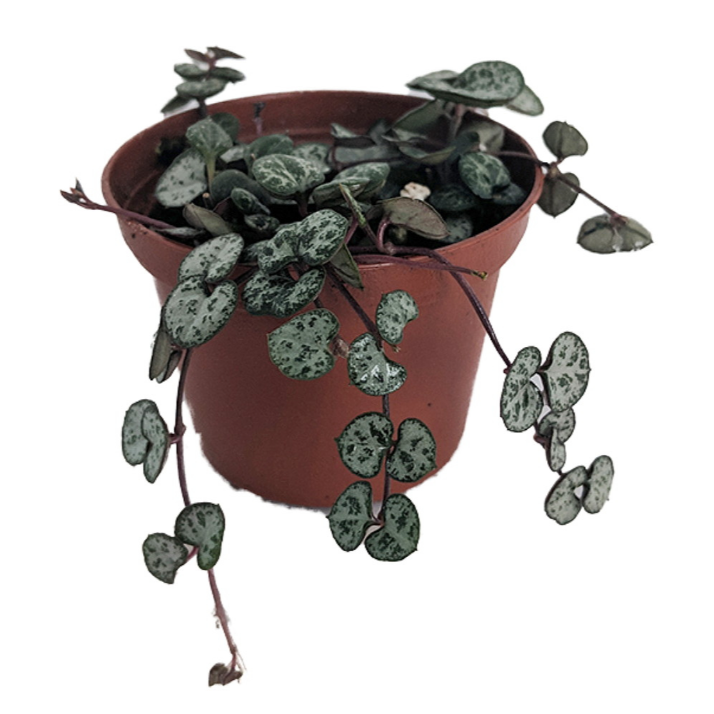 String of Hearts - Hearts Entangled -Ceropegia woodii-2.5